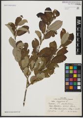 Foto von Salix aegyptiaca L.